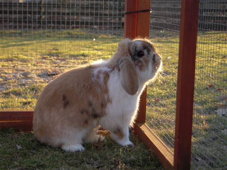 Kanin Nuser ( den Nye spring kanin ) billede 16