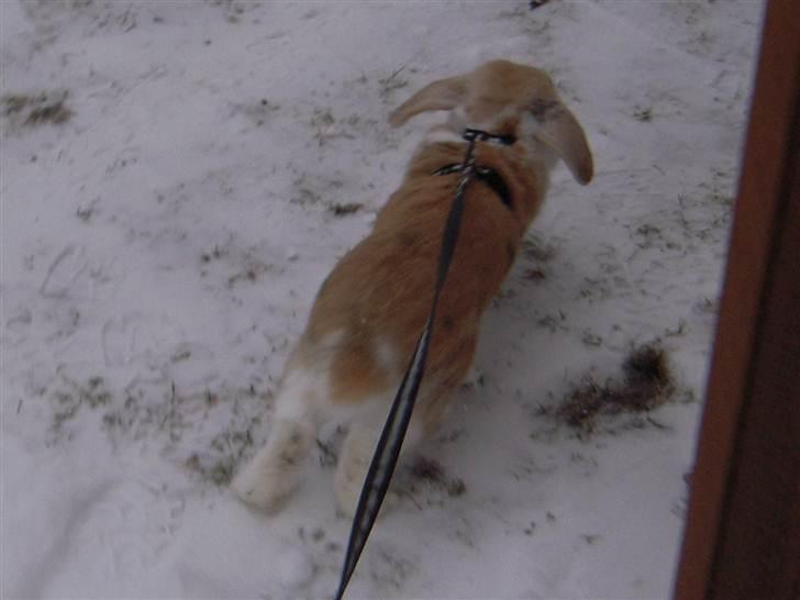 Kanin Nuser ( den Nye spring kanin ) billede 14