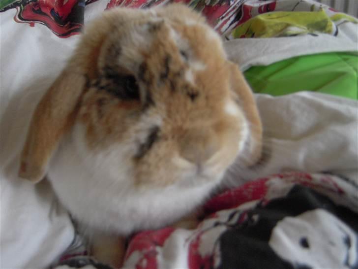 Kanin Nuser ( den Nye spring kanin ) billede 15