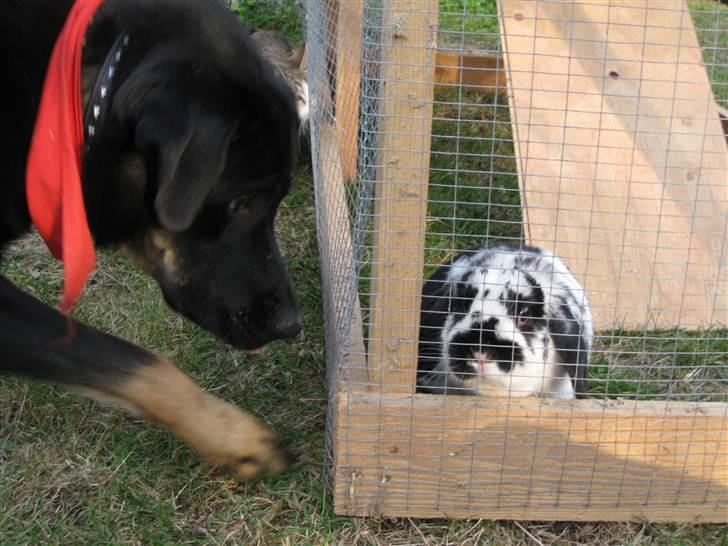 Kanin Zorro billede 4