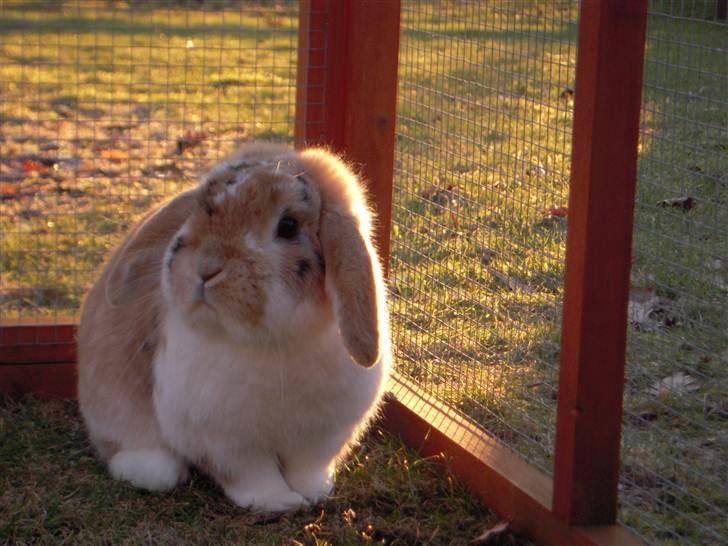 Kanin Nuser ( den Nye spring kanin ) -  Elsker dig skath billede 2