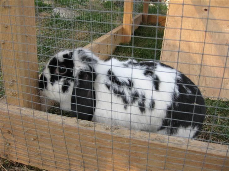 Kanin Zorro billede 8