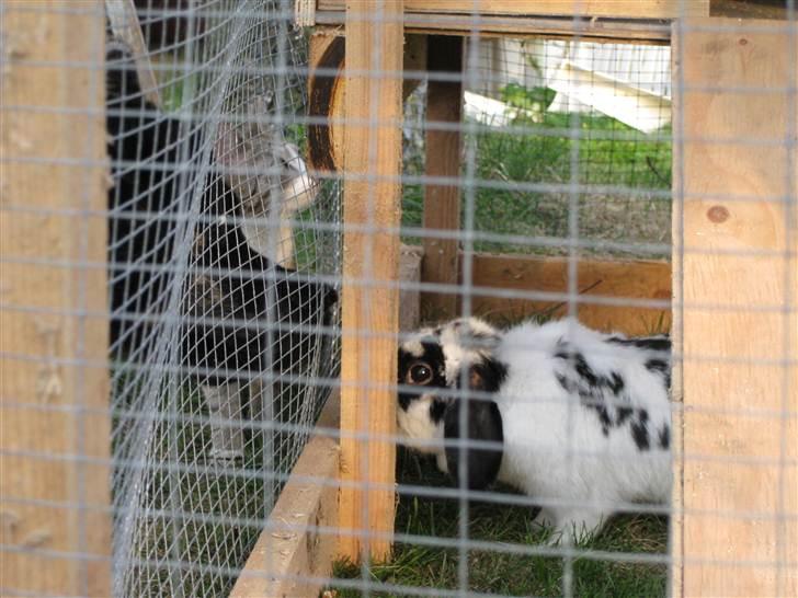 Kanin Zorro billede 16