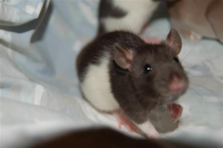 Tamrotte London Tipton - Hey you ;] billede 6