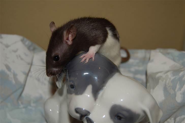 Tamrotte London Tipton billede 7