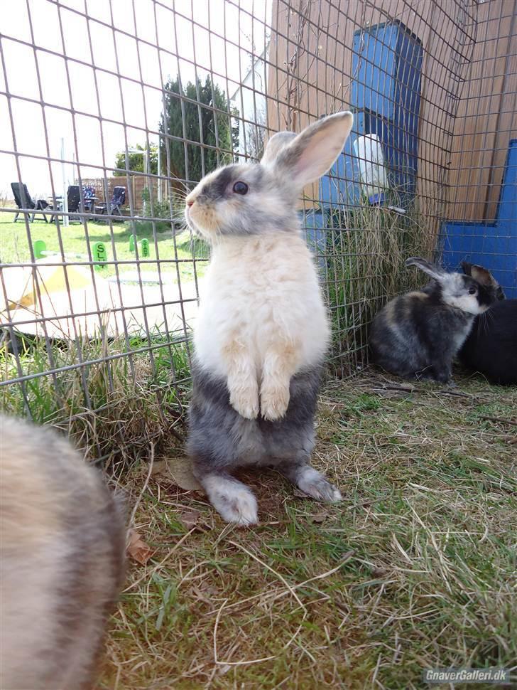 Kanin Sofiagaarden's Speed Ball  |  KLUBMESTER 2011 - Ed er bare såå fin ;-) <3<3 billede 11