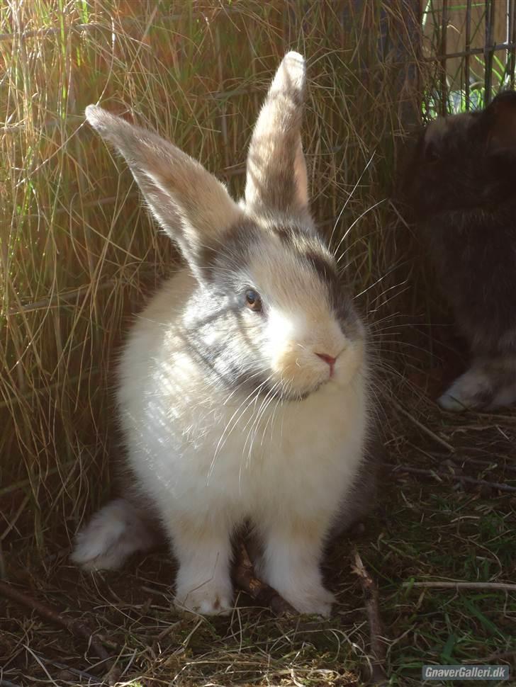 Kanin Sofiagaarden's Speed Ball  |  KLUBMESTER 2011 - Lille bitte baby bebs :) han er gude smuk billede 12