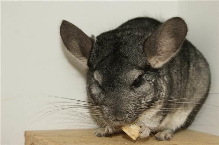 Chinchilla Basse billede 1
