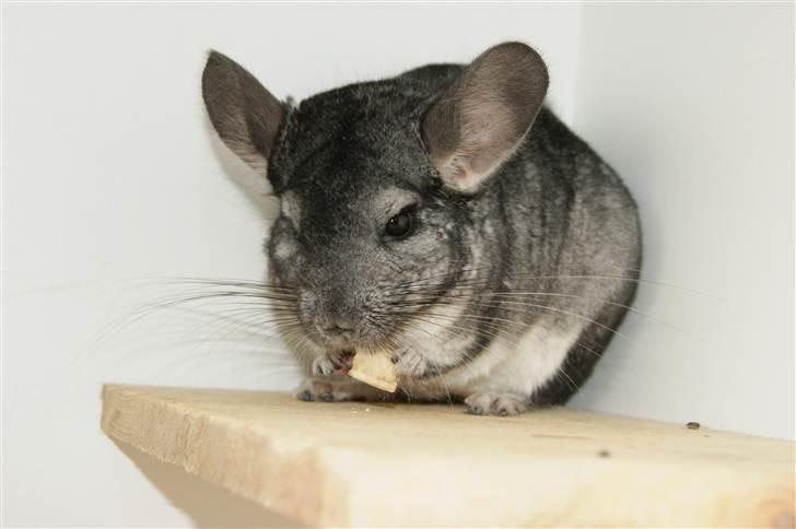 Chinchilla Basse billede 2