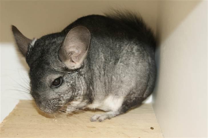 Chinchilla Basse billede 3
