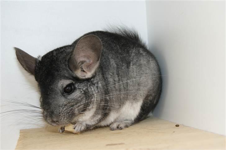 Chinchilla Basse billede 4