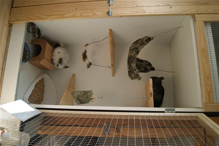Chinchilla Basse billede 5