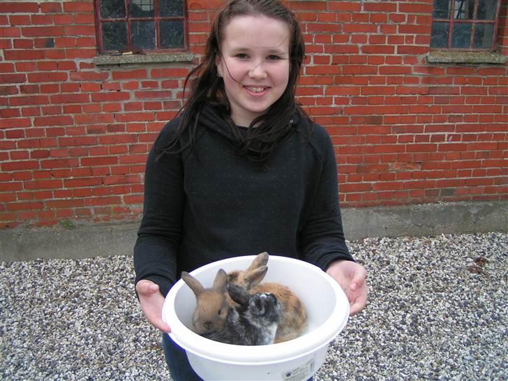 Kanin Drew - Tove (*skovly*, avler) med Drew. :D billede 4
