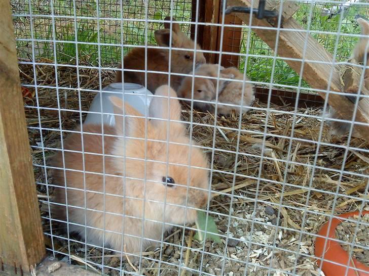 Kanin mentos billede 4