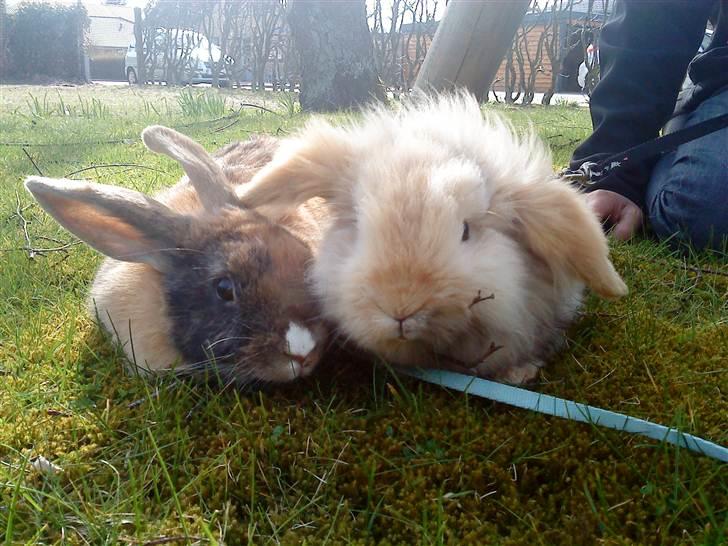 Kanin mentos billede 5