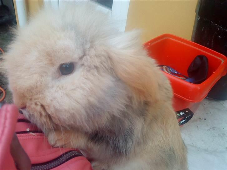 Kanin mentos billede 6