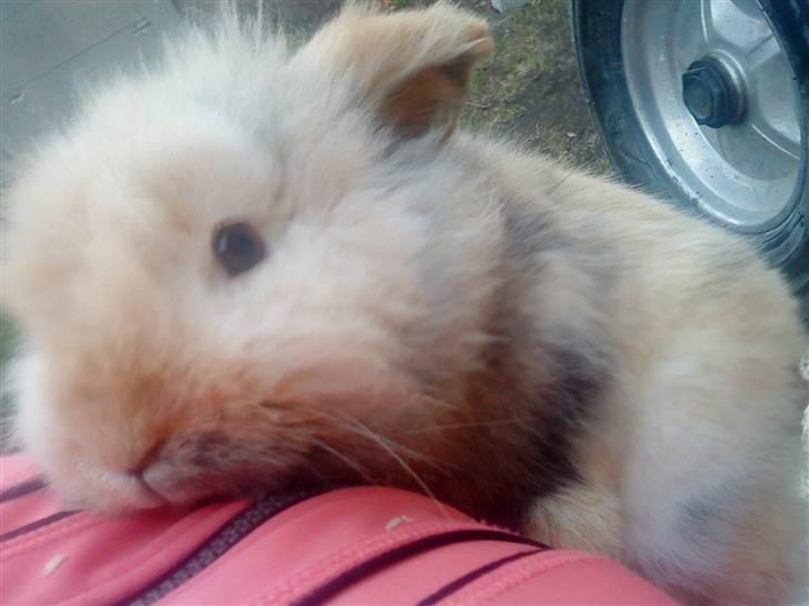 Kanin mentos billede 7