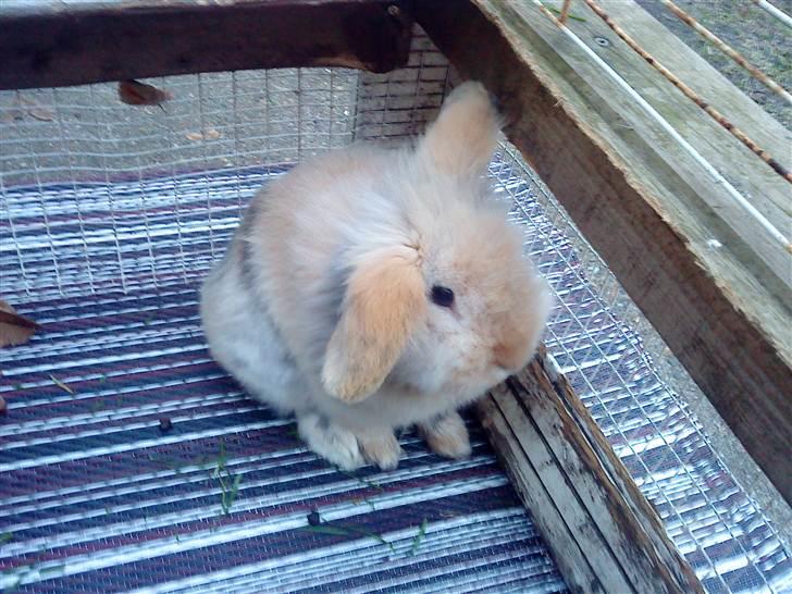 Kanin mentos billede 8