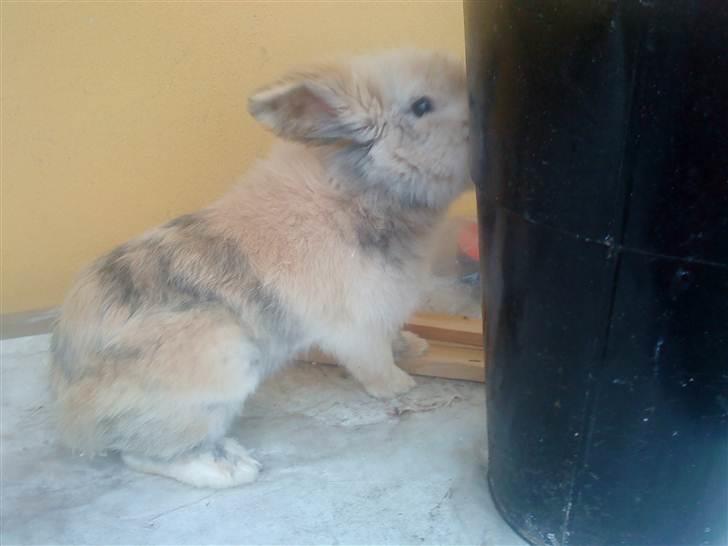 Kanin mentos billede 10