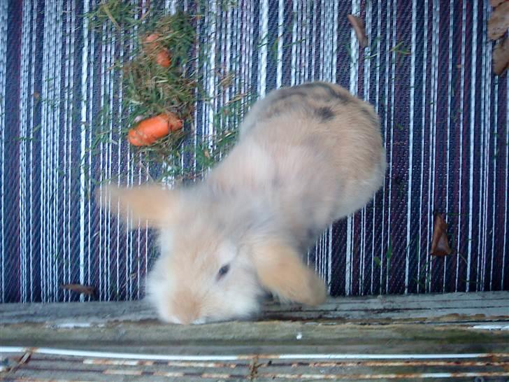 Kanin mentos billede 11