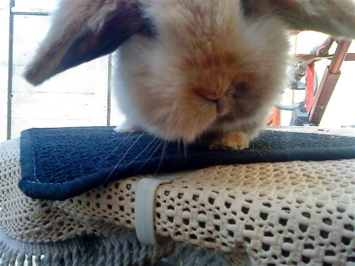 Kanin mentos billede 15