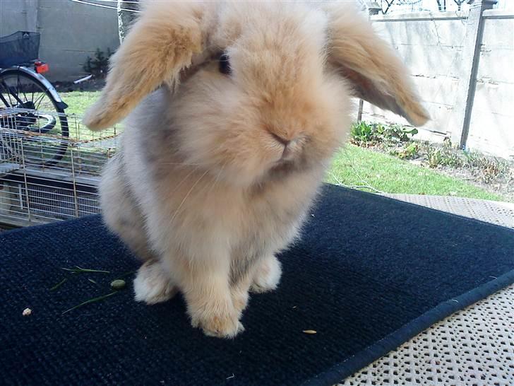 Kanin mentos billede 16