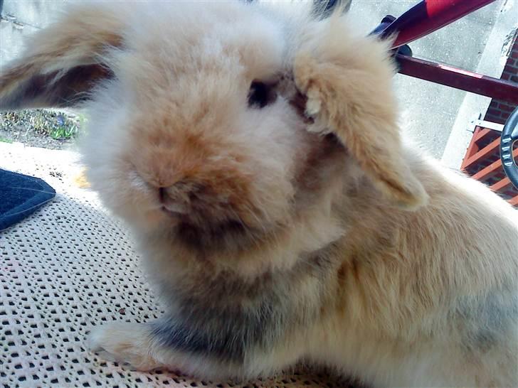 Kanin mentos billede 20