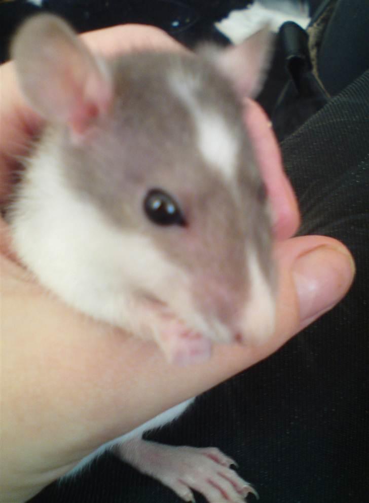 Tamrotte Benny - Benny 6 uger. billede 9