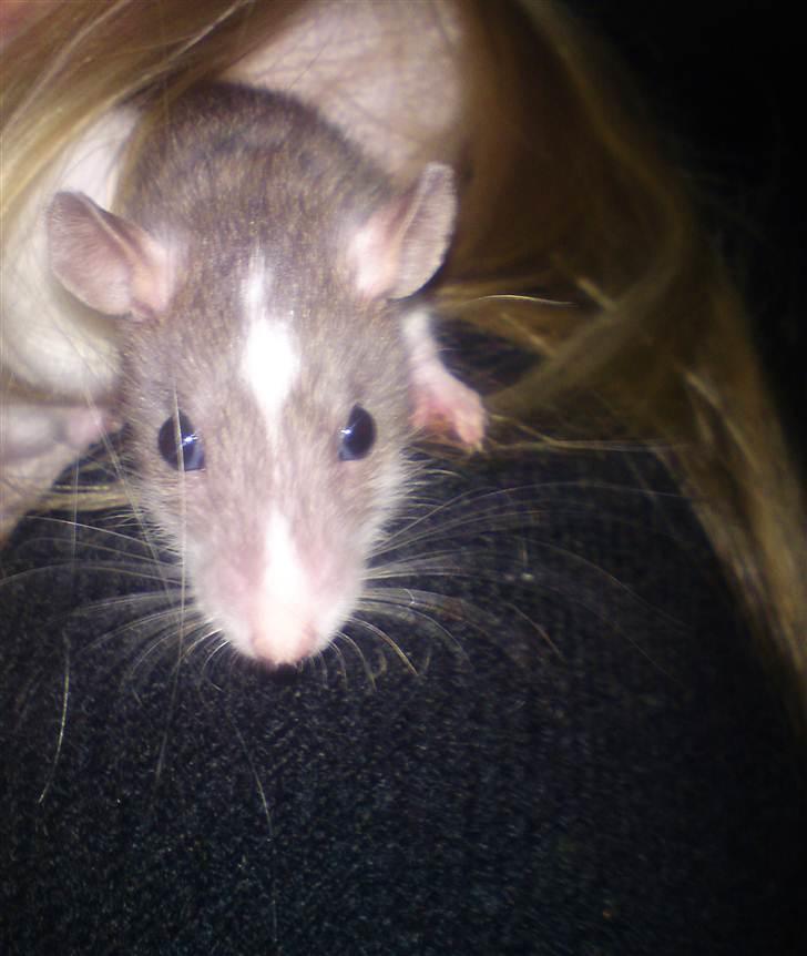 Tamrotte Benny - Benny 6 uger. billede 10