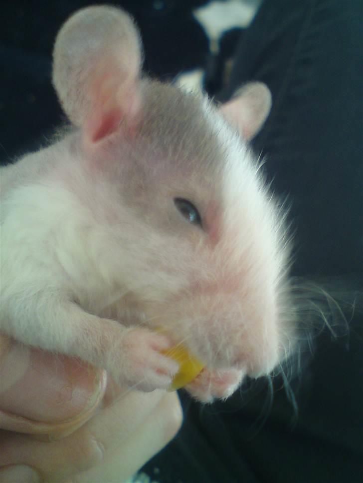 Tamrotte Boris - Boris 6 uger billede 9