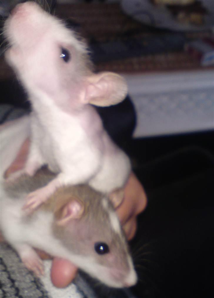 Tamrotte Boris - Benny og boris 6 uger billede 11