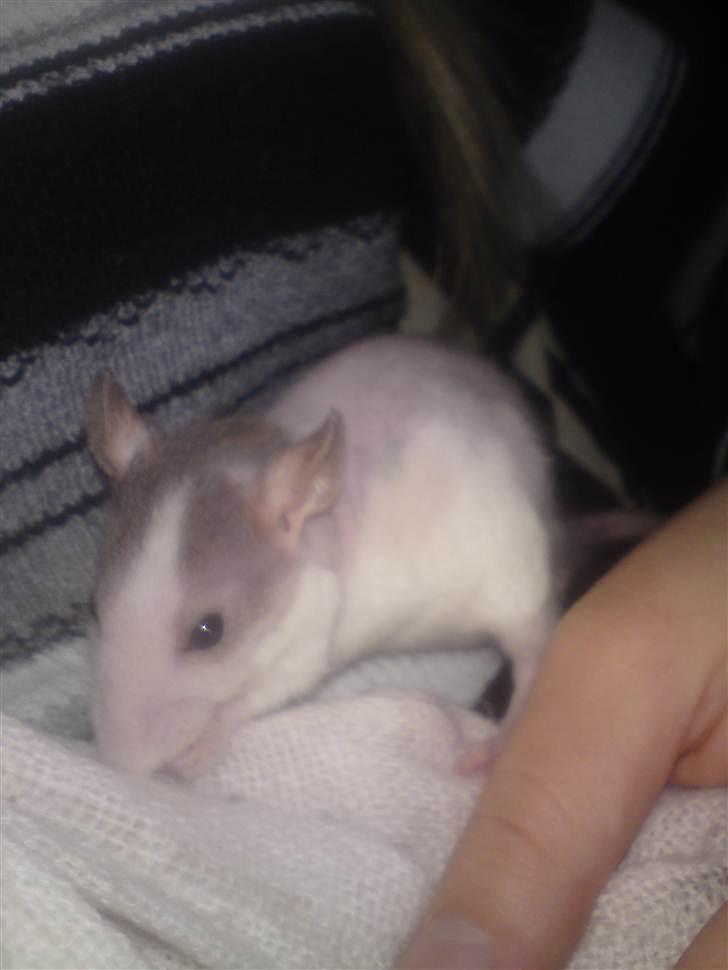 Tamrotte Boris - Boris 6 uger billede 12