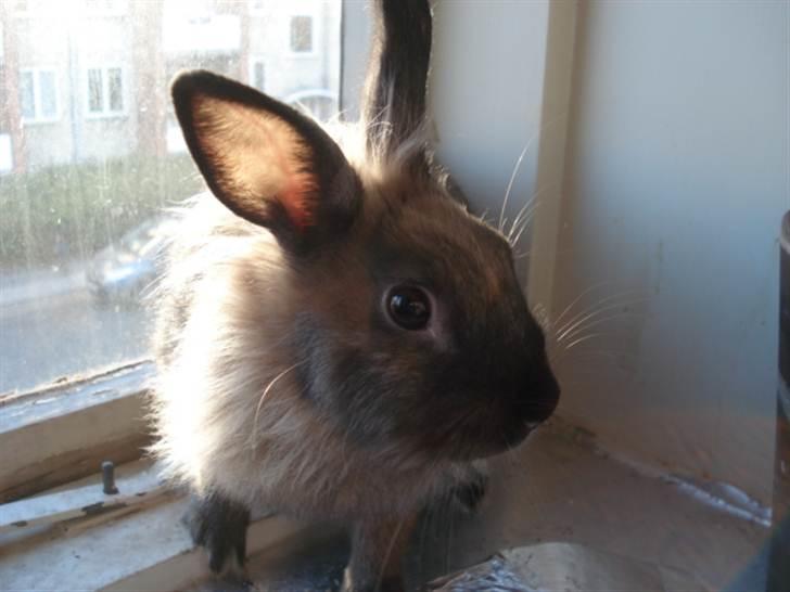 Kanin CoCo Chanel billede 1