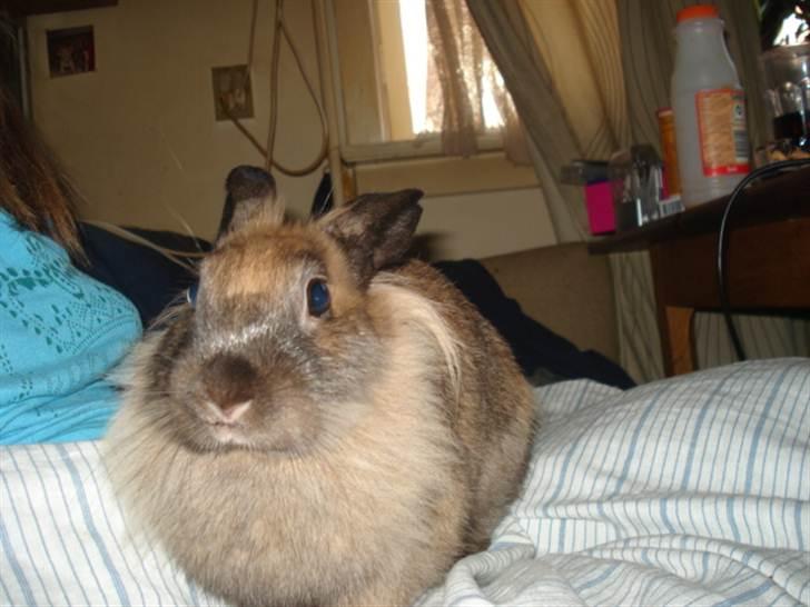 Kanin CoCo Chanel billede 2