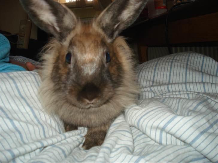 Kanin CoCo Chanel billede 3