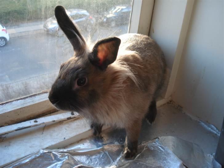 Kanin CoCo Chanel billede 4