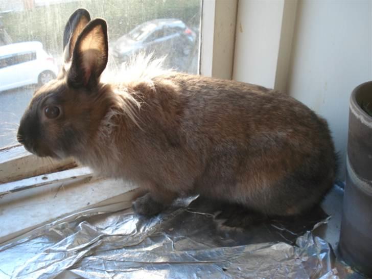 Kanin CoCo Chanel billede 5