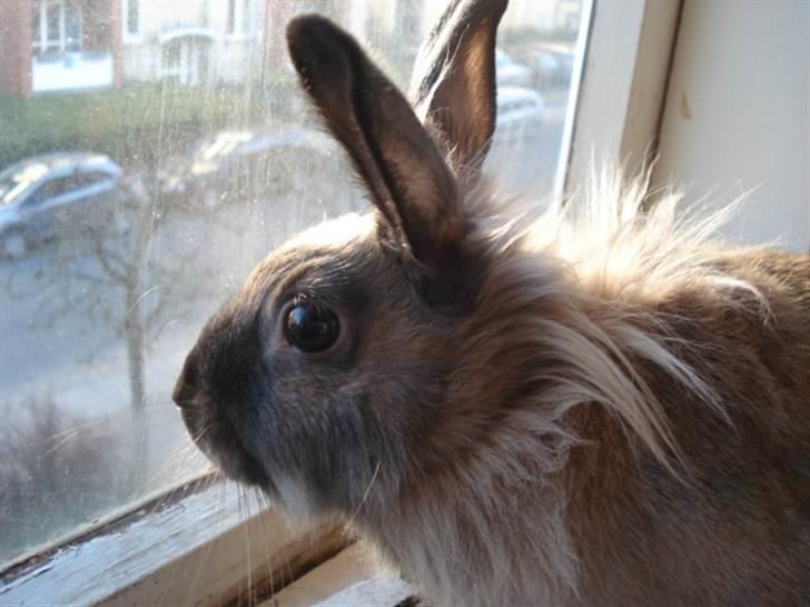 Kanin CoCo Chanel billede 6