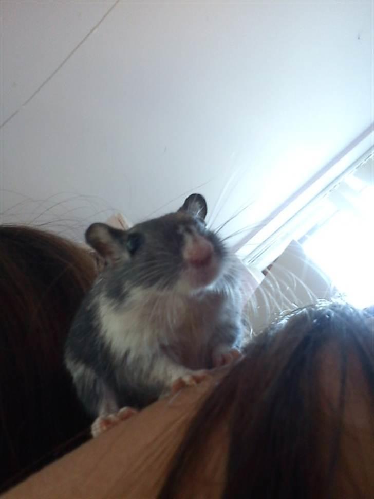 Ørkenrotte Max billede 1