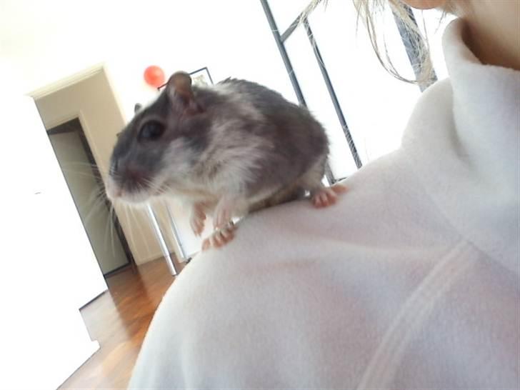 Ørkenrotte Max billede 2