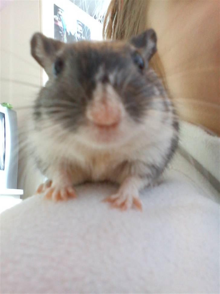 Ørkenrotte Max billede 3