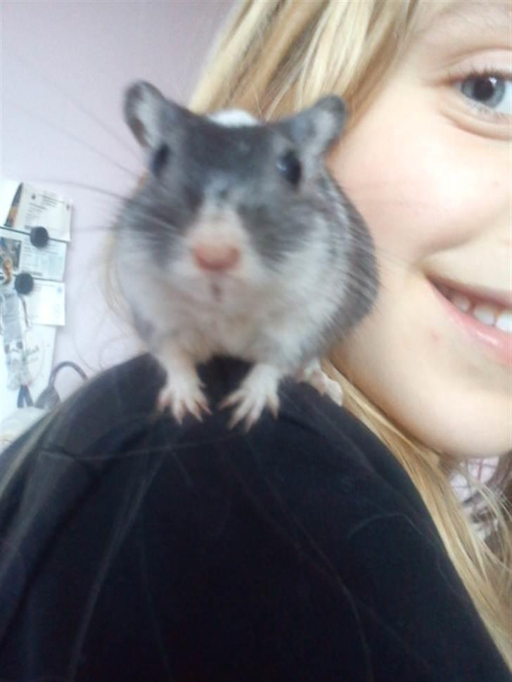 Ørkenrotte Max billede 5