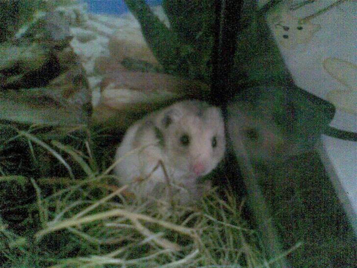 Hamster Natja billede 1