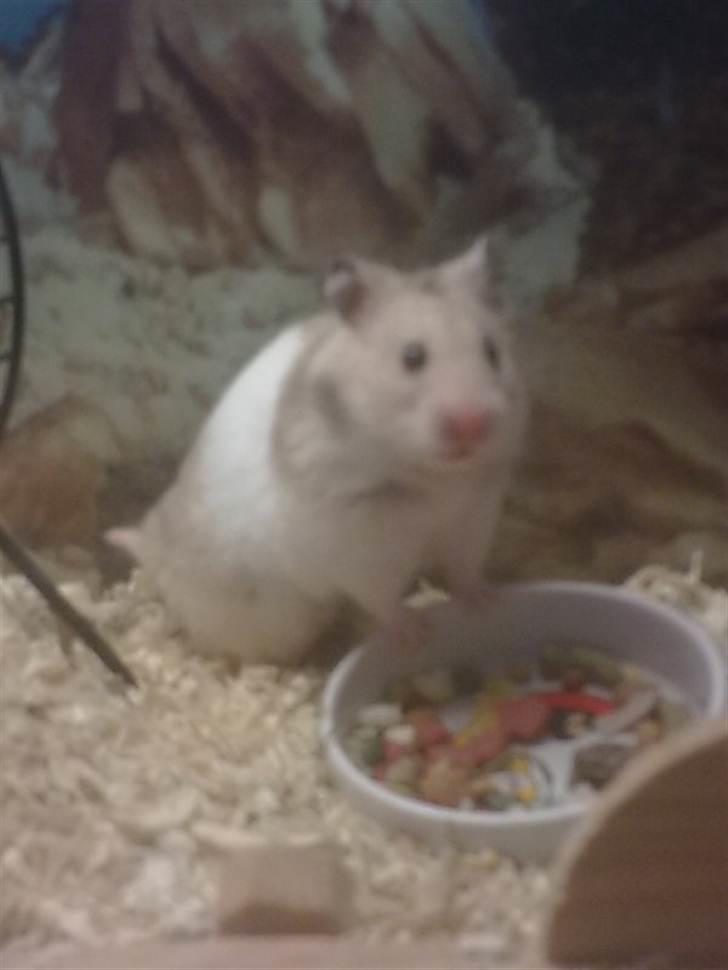 Hamster Natja billede 2