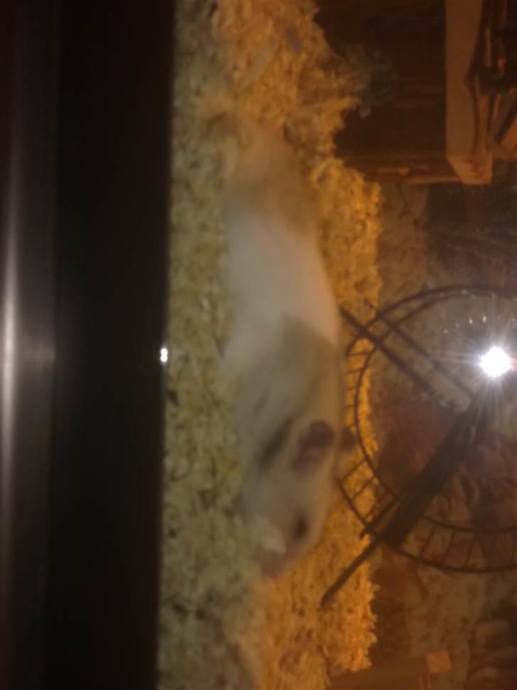 Hamster Natja billede 3