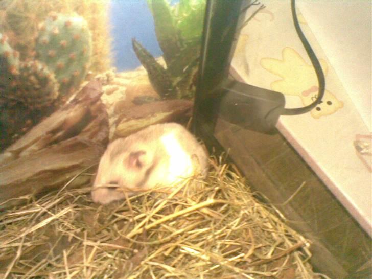 Hamster Natja billede 4