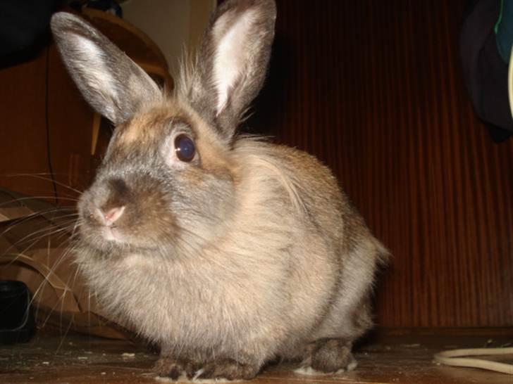 Kanin CoCo Chanel billede 7