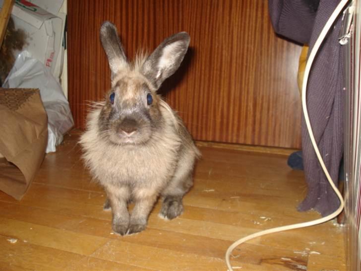 Kanin CoCo Chanel billede 8