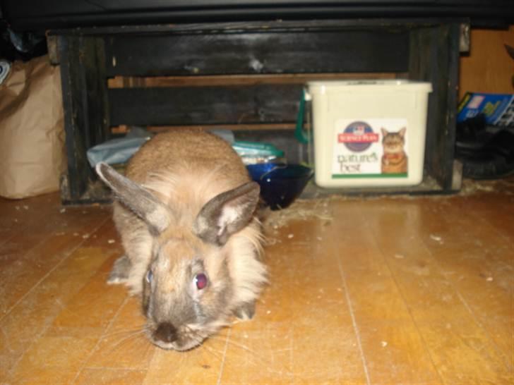 Kanin CoCo Chanel billede 9