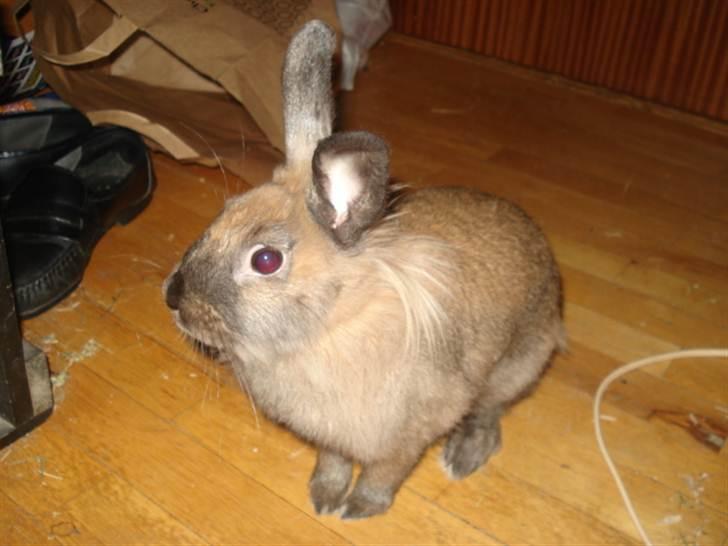 Kanin CoCo Chanel billede 10